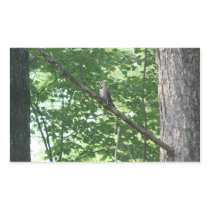 Northern Flicker in Tree