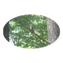 Northern Flicker in Tree