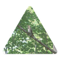 Northern Flicker in Tree