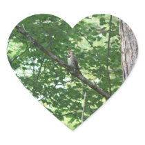 Northern Flicker in Tree