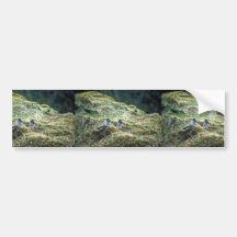 Northern Fulmar nesting, Chaguluk Island Bumper Stickers