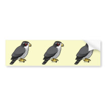 Northern Goshawk