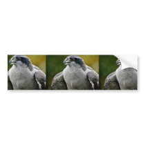 Northern Goshawk Bumper Stickers