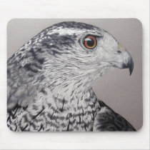 Northern Goshawk