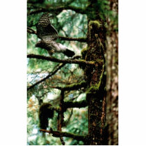 Northern Goshawk Cut Out