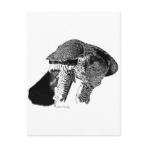 Northern Goshawk Postcards