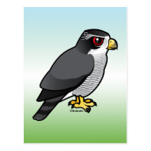Northern Goshawk Postcards
