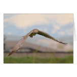 Northern Harrier Cards