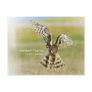 Northern Harrier Postcard