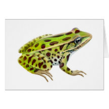 Northern Leopard Frog Greeting Card