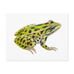 Northern Leopard Frog Postcard