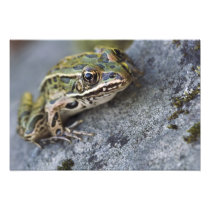 Northern Leopard frog, See-through Island,