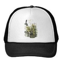 Northern Mocking Bird, John Audubon Hats