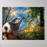 Northern Mockingbird Autumns Shadows Print
