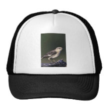 Northern Mockingbird Mesh Hat