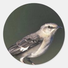Northern Mockingbird Sticker