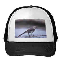 Northern Mockingbird Trucker Hats