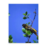 Northern Oriole Post Card