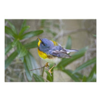 Northern Parula Parula americana) male