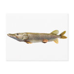 Northern Pike Postcard