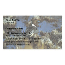 Northern Pintail Drake Business Cards