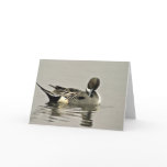 Northern Pintail Duck cards