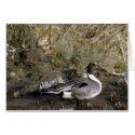 Northern Pintail Duck Lover gifts cards