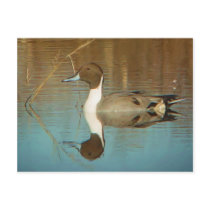 Northern Pintail Postcard