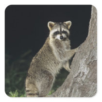 Northern Racoon, Procyon lotor, adult at tree