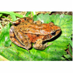 Northern Red legged frog photo sculptures