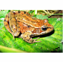 Northern Red legged frog Photo Cut Outs