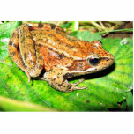 Northern Red legged frog photo sculptures