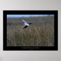 Northern Shoveler Duck posters