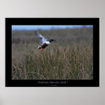 Northern Shoveler Duck Print