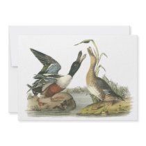 Northern Shoveler, John Audubon