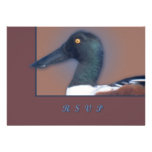 Northern Shoveler Personalized Announcement