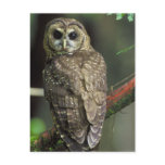 Northern Spotted Owl Post Card