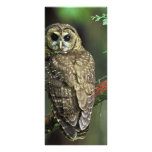 Northern Spotted Owl Rack Card Design