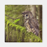 Northern Spotted Owl (Strix occidentals caurina) Refrigerator Magnet