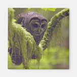 Northern Spotted Owl Strix occidentals Refrigerator Magnets