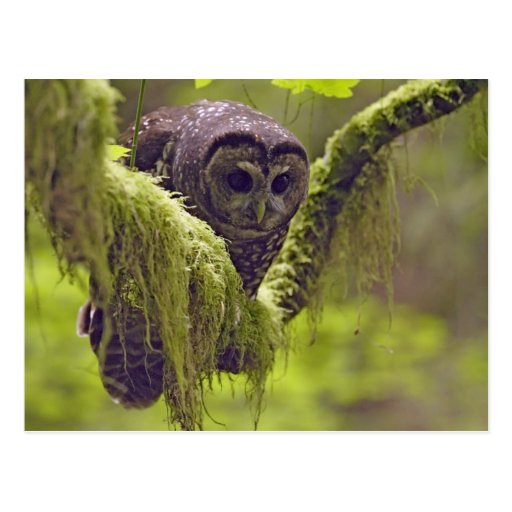 Northern Spotted Owl Strix occidentals Postcard
