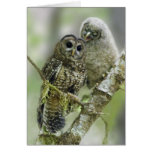 Northern Spotted Owl with her Owlet cards