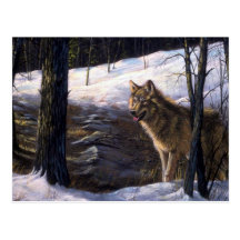 Northern Timber Wolf Post Card