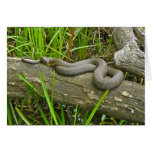 Northern Water Snake Basking on Log Multiple Items Card