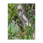 Northern Water Snake Basking on Log Multiple Items postcards
