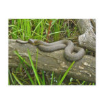 Northern Water Snake Basking on Log Multiple Items Postcards