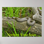 Northern Water Snake Basking on Log Multiple Items posters