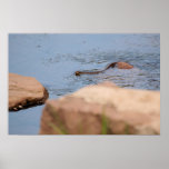 Northern Water Snake
