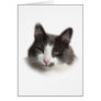 Norwegian Forest Cat