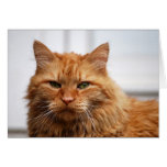Norwegian Forest Cat cards
